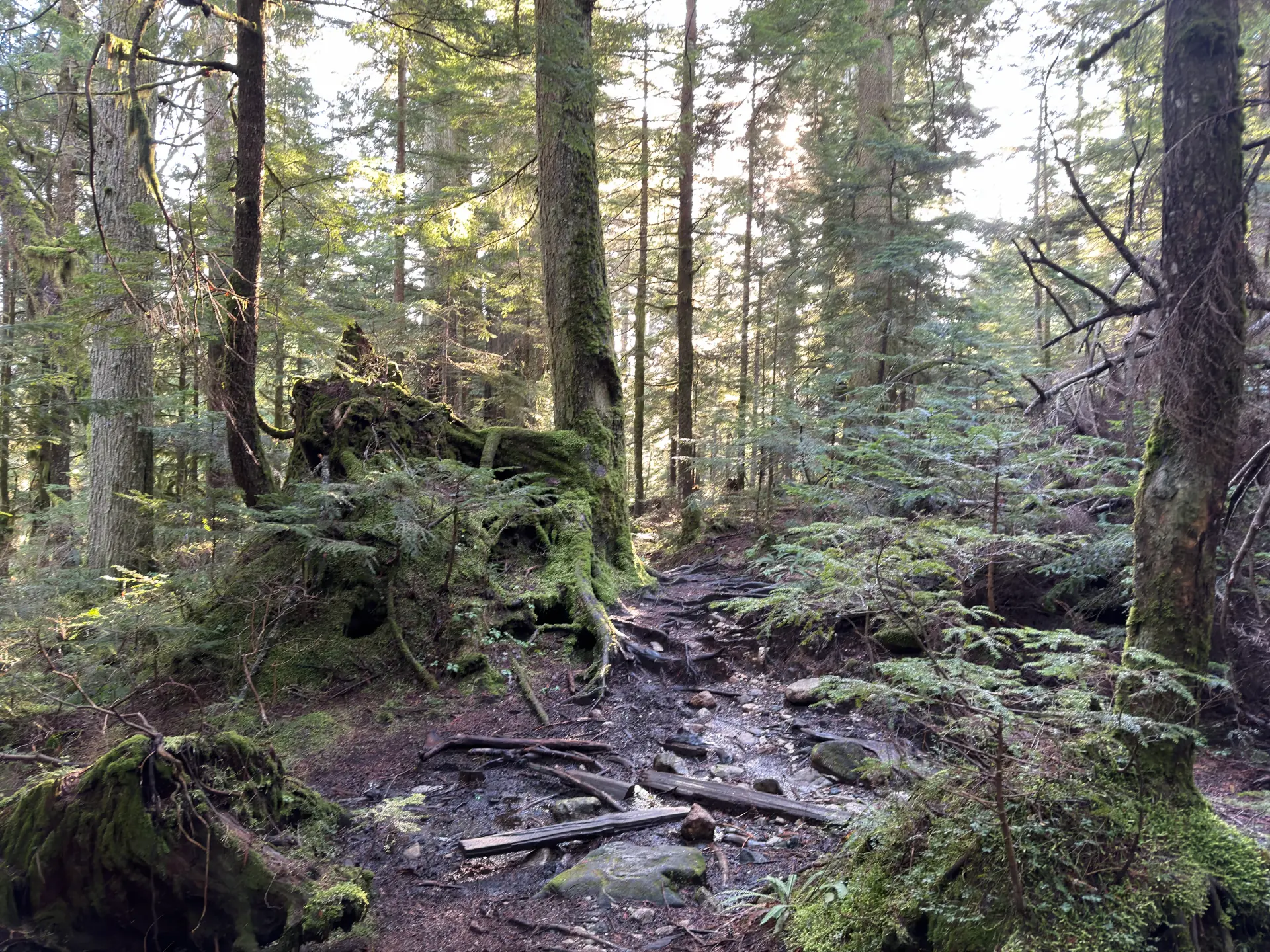BC old-growth forest — representing the complexity of navigating Vancouver's competitive dental SEO landscape